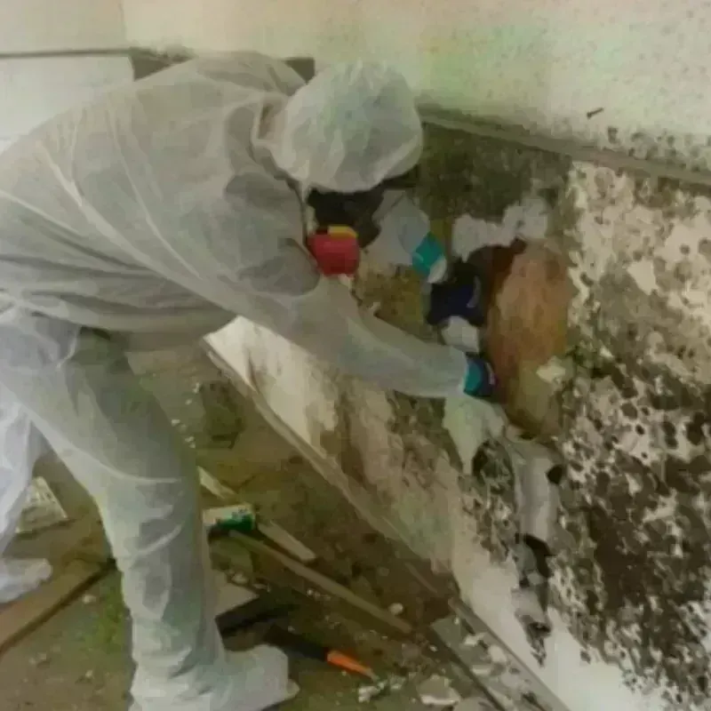 Mold Remediation and Removal in New Hope, PA